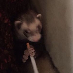 Meet your Posher, Braiden